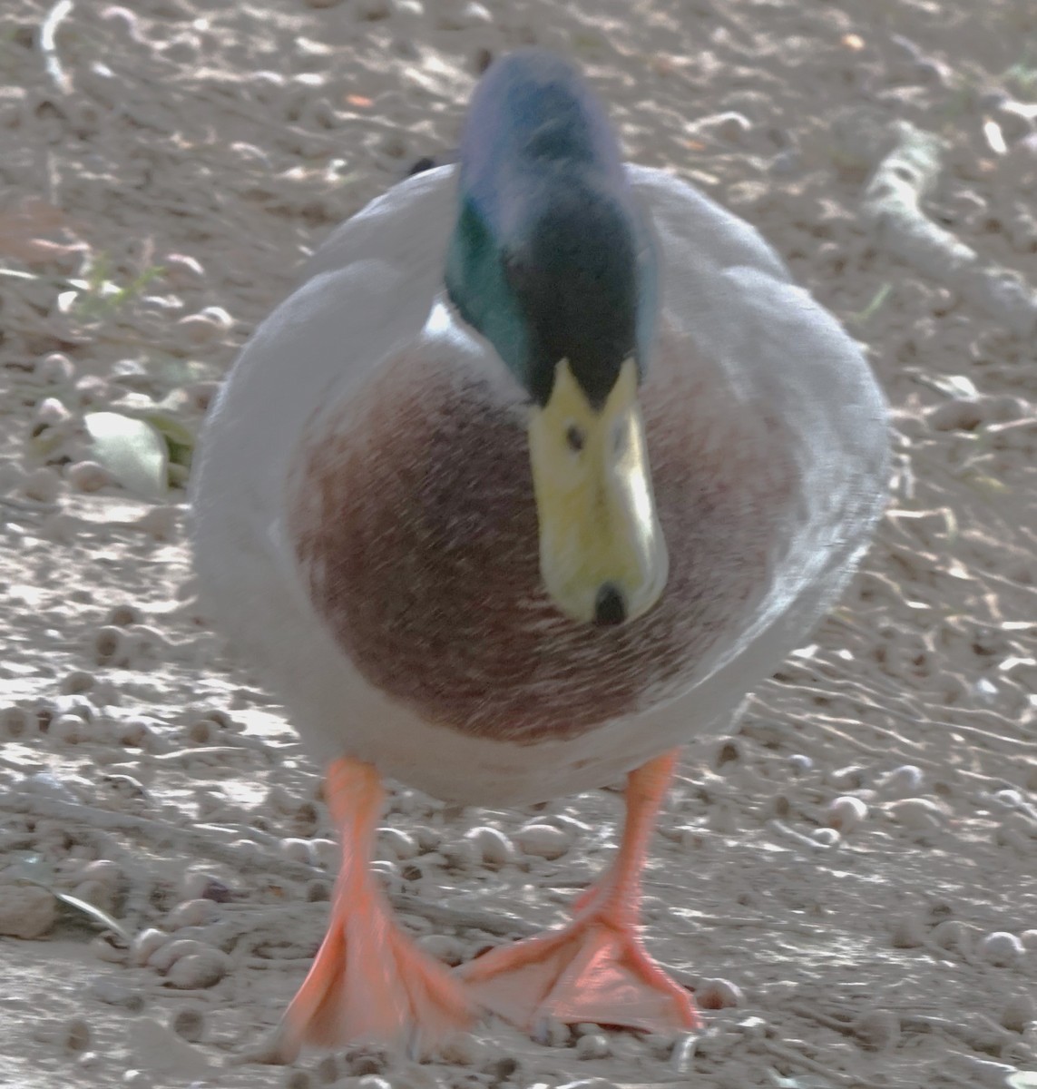 Mallard (Domestic type) - ML613517698