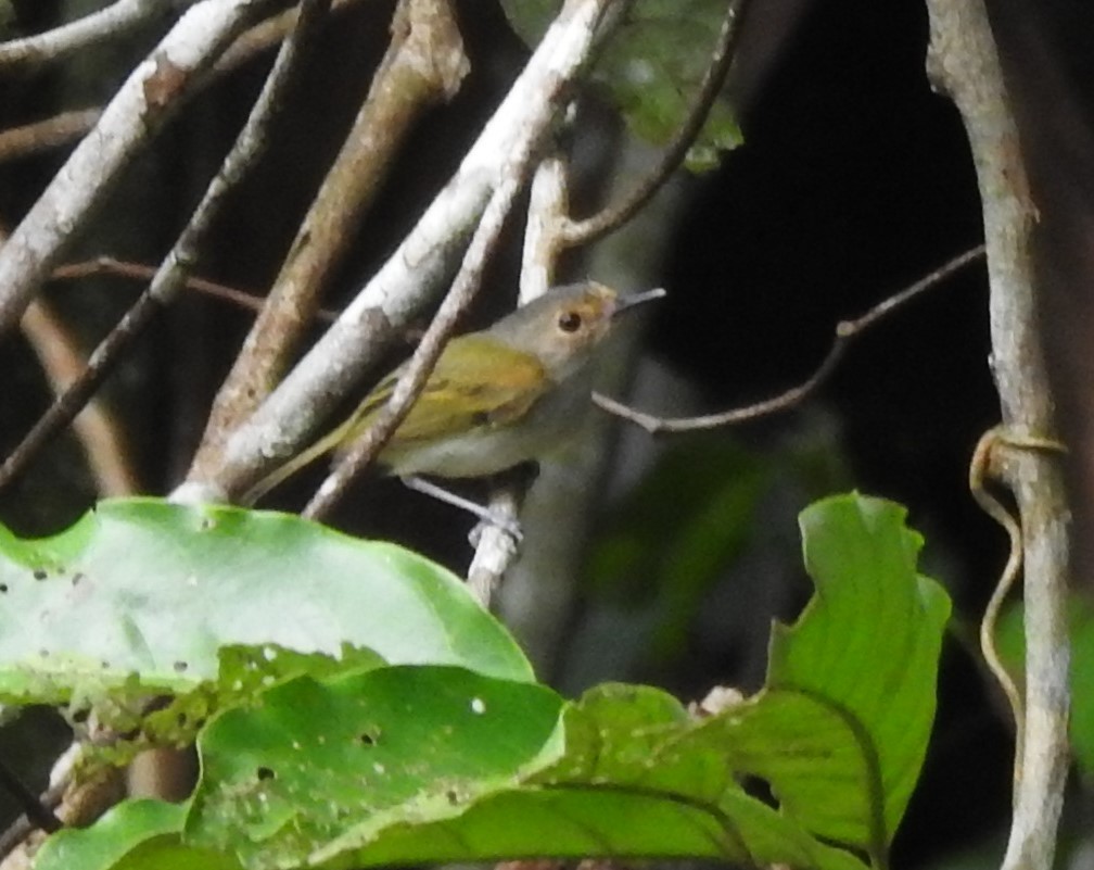 Rusty-fronted Tody-Flycatcher - ML613517737