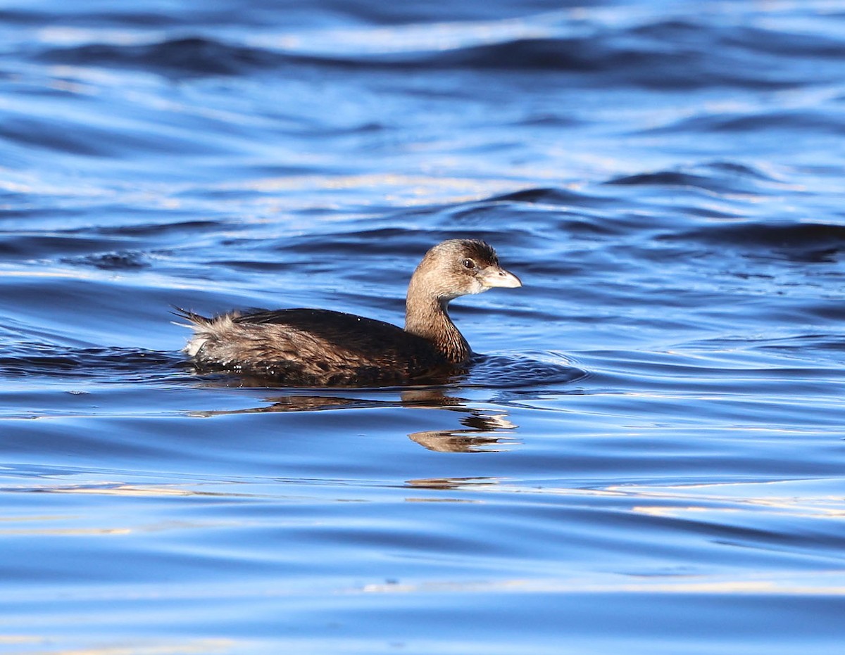 Pied-billed Grebe - ML613517829