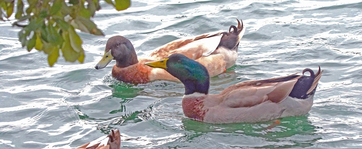 Canard colvert (forme domestique) - ML613517838