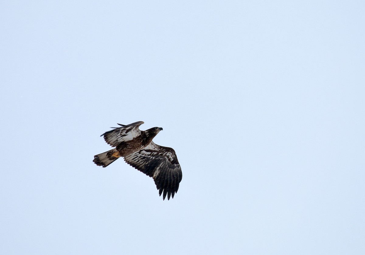 Bald Eagle - ML613517859