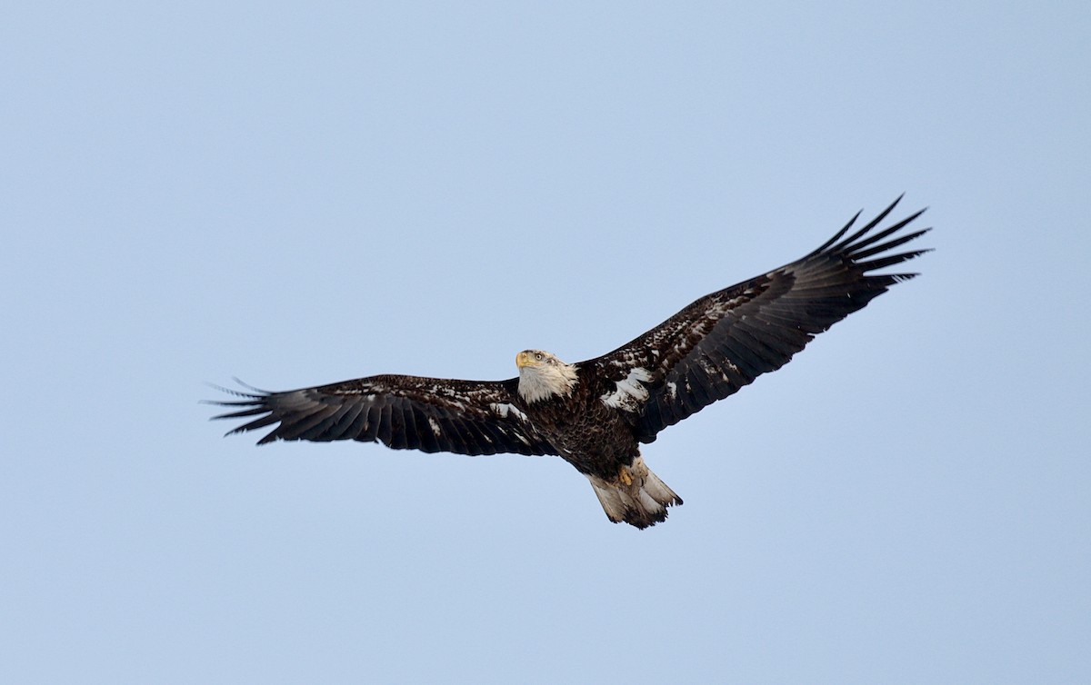 Weißkopf-Seeadler - ML613517860