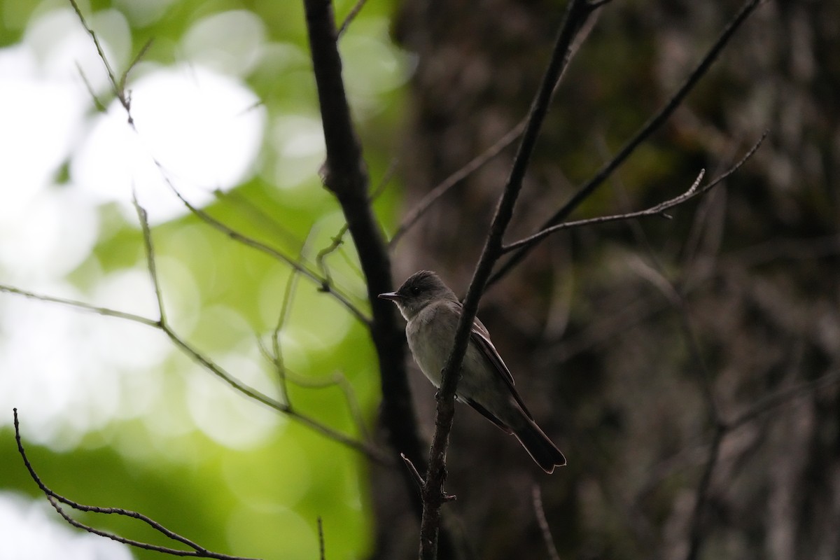 Eastern Wood-Pewee - ML613517883