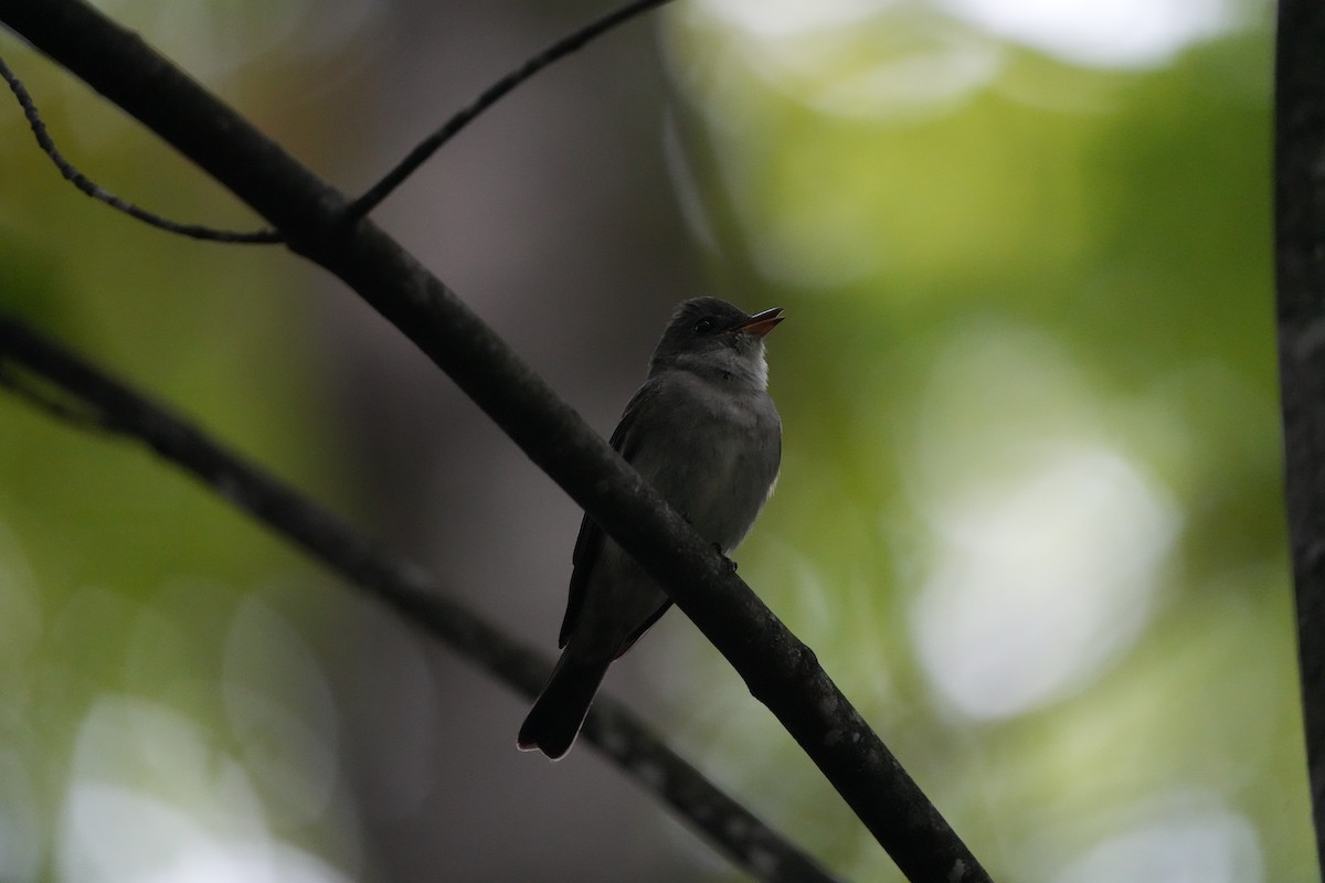 Eastern Wood-Pewee - ML613517889