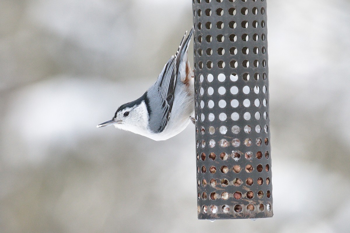 White-breasted Nuthatch - David and Regan Goodyear