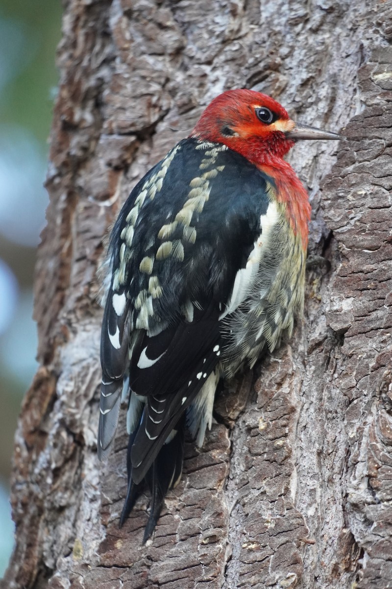 Red-breasted Sapsucker - ML613518111