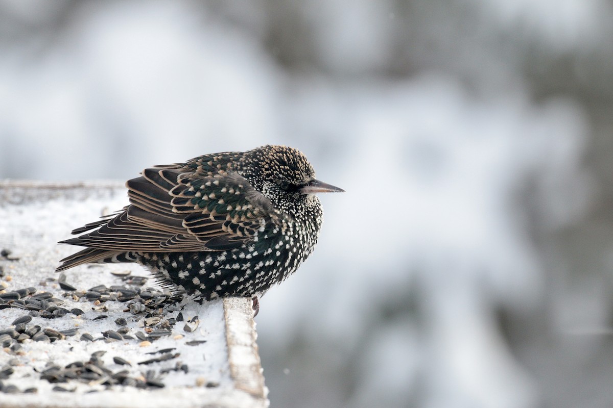 European Starling - ML613518114