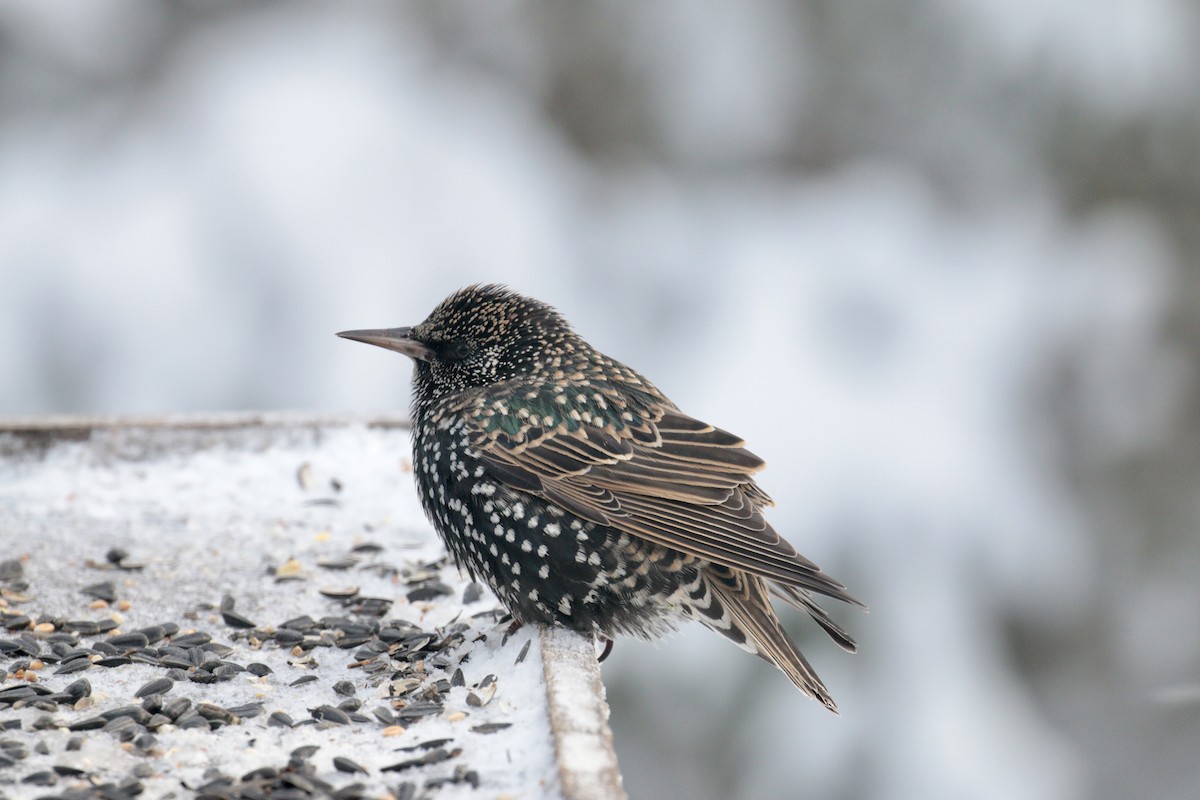 European Starling - ML613518115