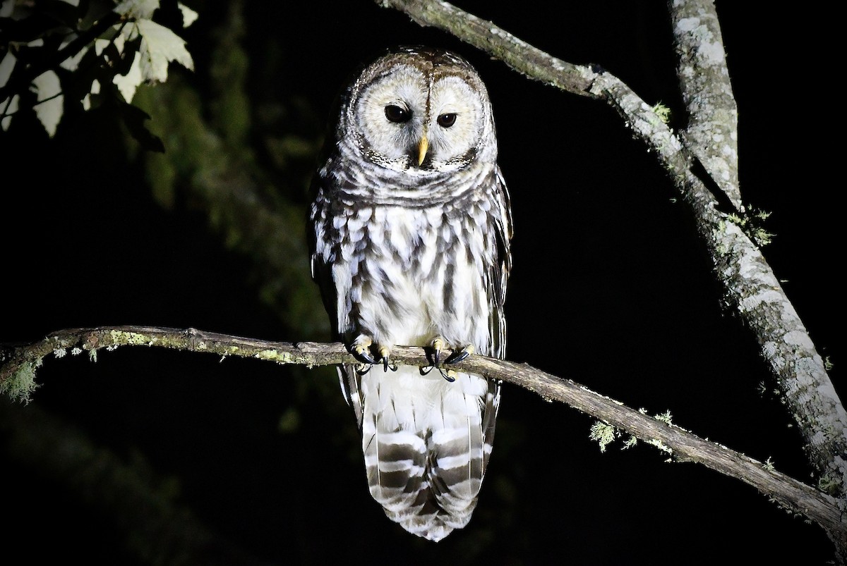 Cinereous Owl - L.Vidal Prado Paniagua