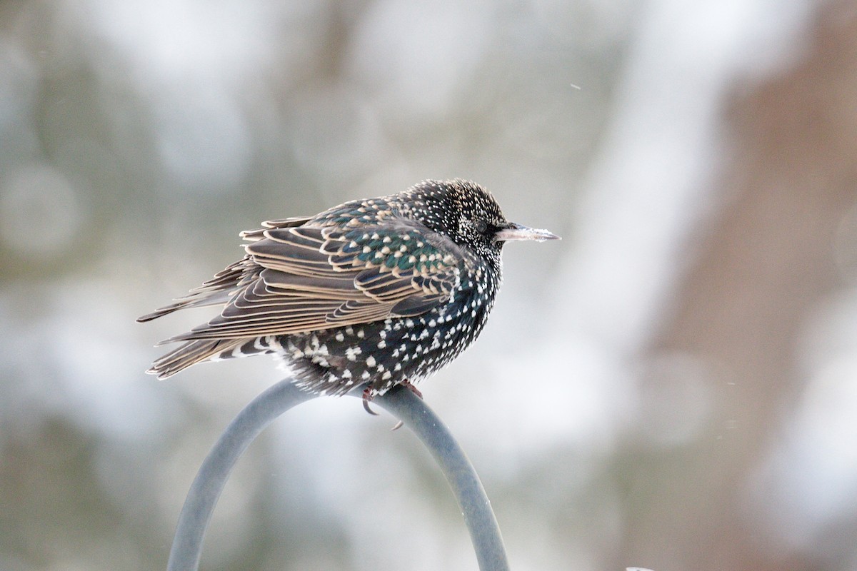 European Starling - ML613518156