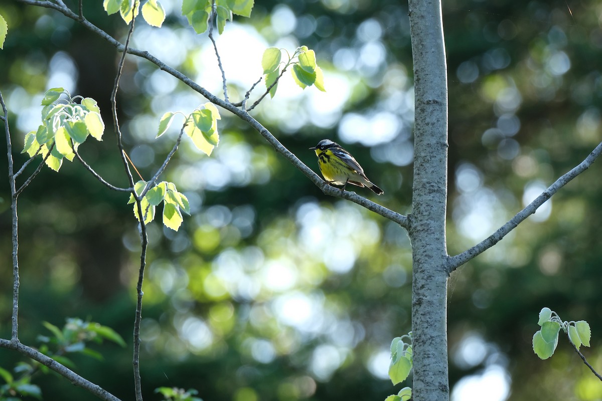 Magnolia Warbler - ML613518189