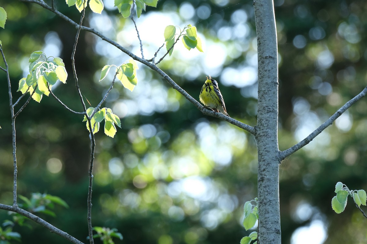 Magnolia Warbler - ML613518197