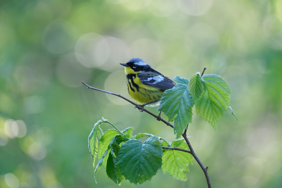 Magnolia Warbler - ML613518199