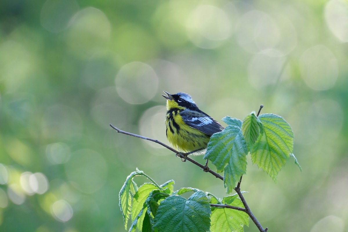 Magnolia Warbler - ML613518202