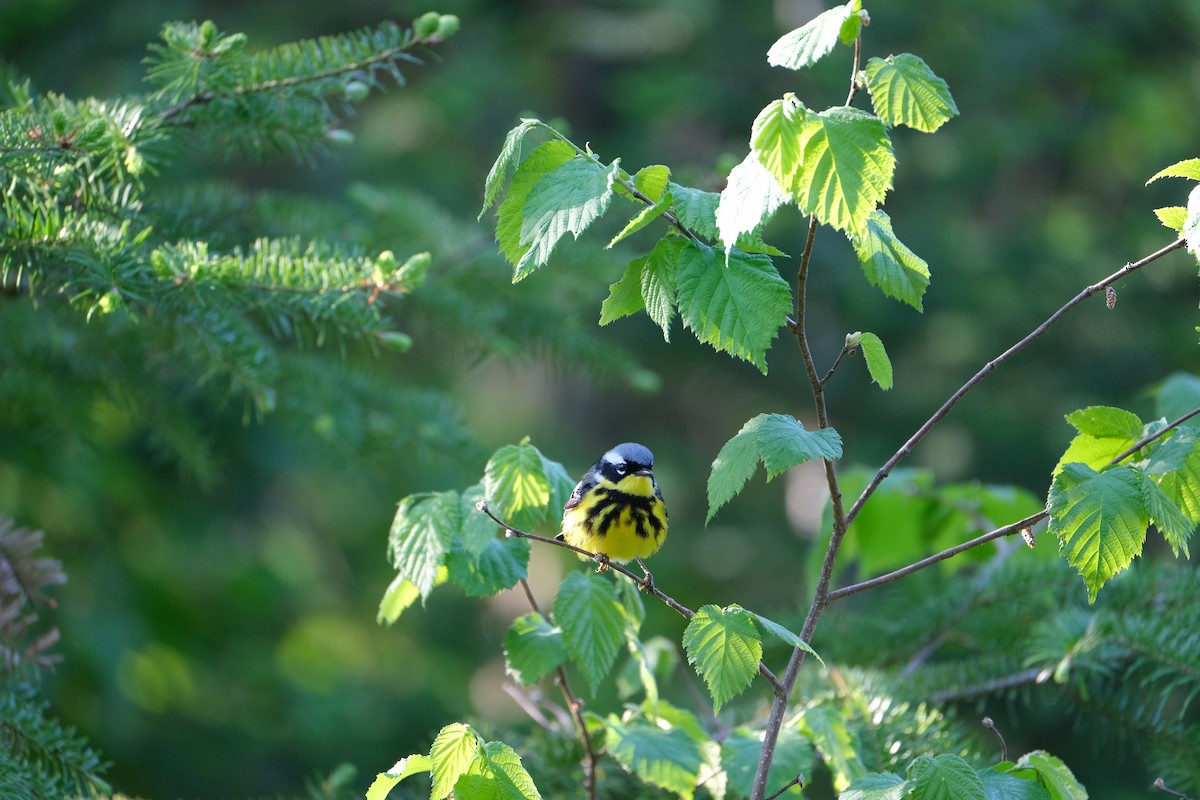 Magnolia Warbler - ML613518223