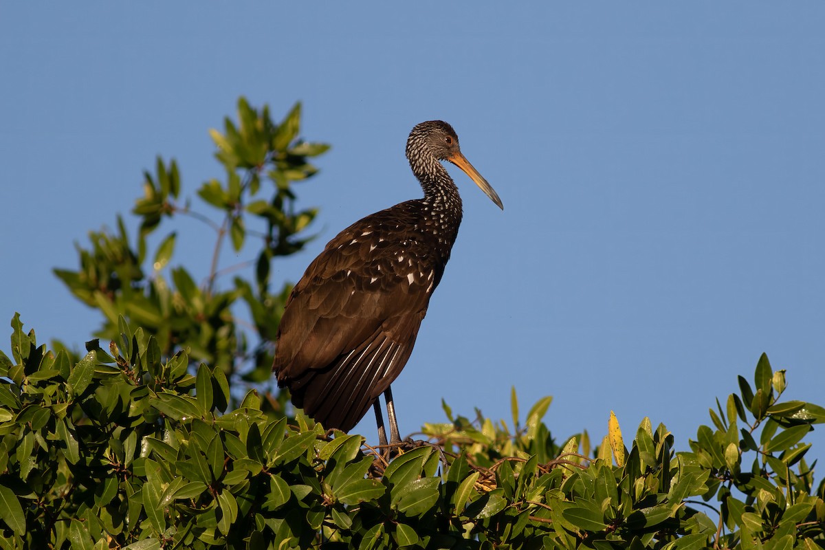 Limpkin - ML613518257