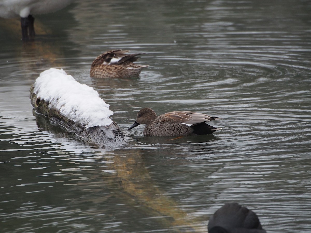 Gadwall - ML613518360