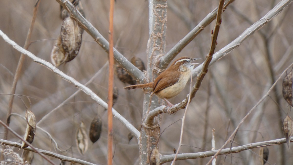 Carolina Wren - ML613518371