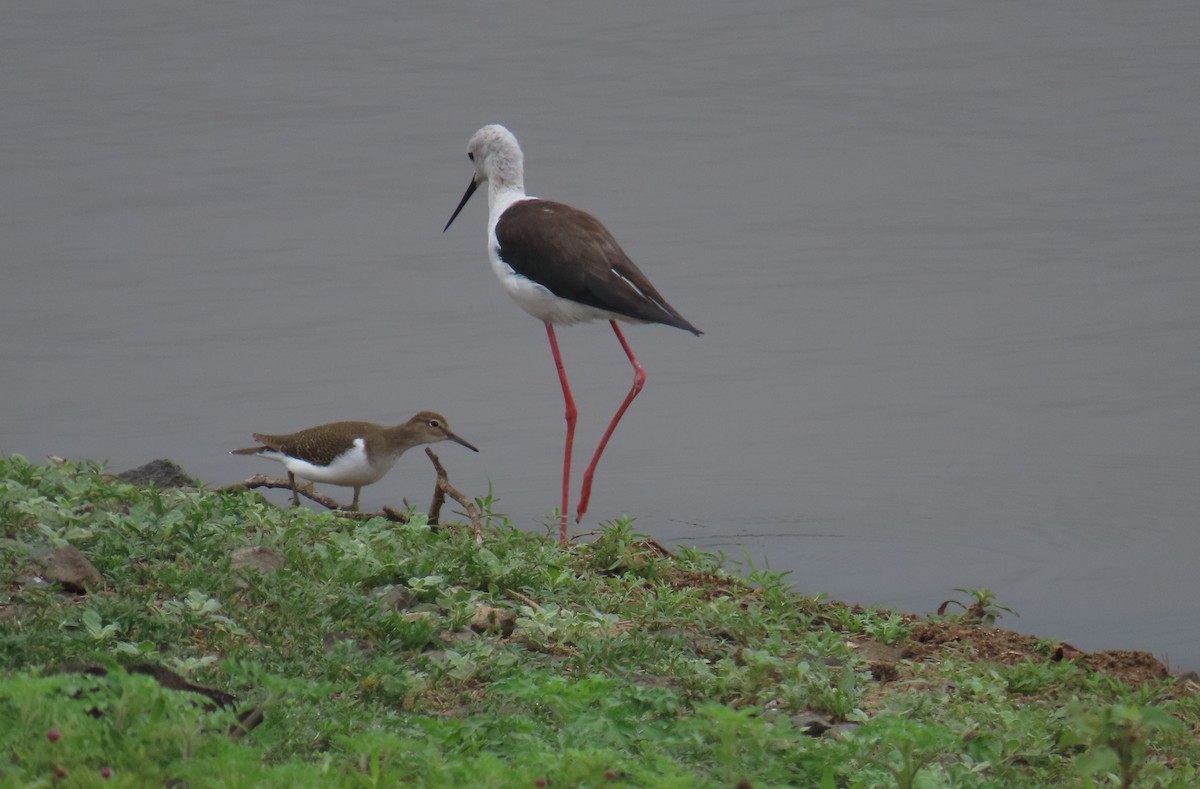 Common Sandpiper - ML613518377