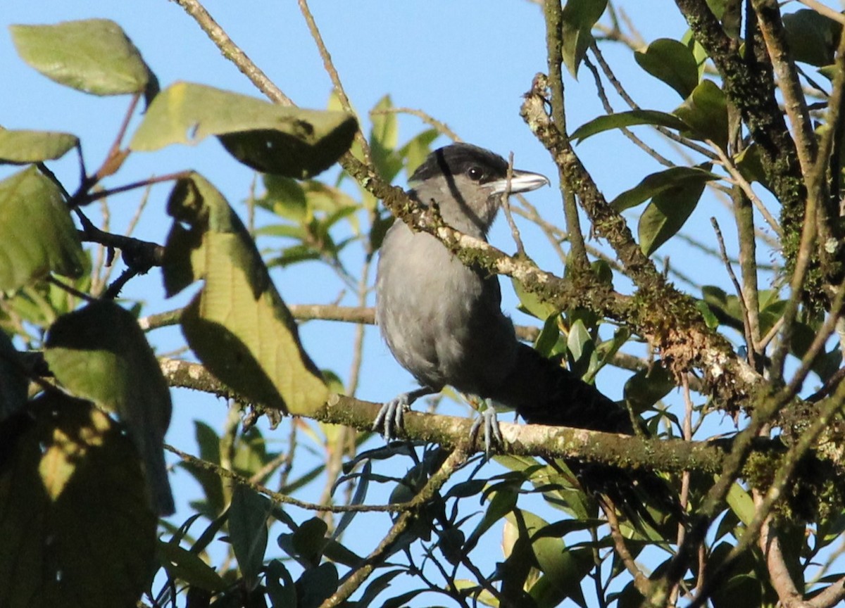 Giant Antshrike - Miguel  Magro