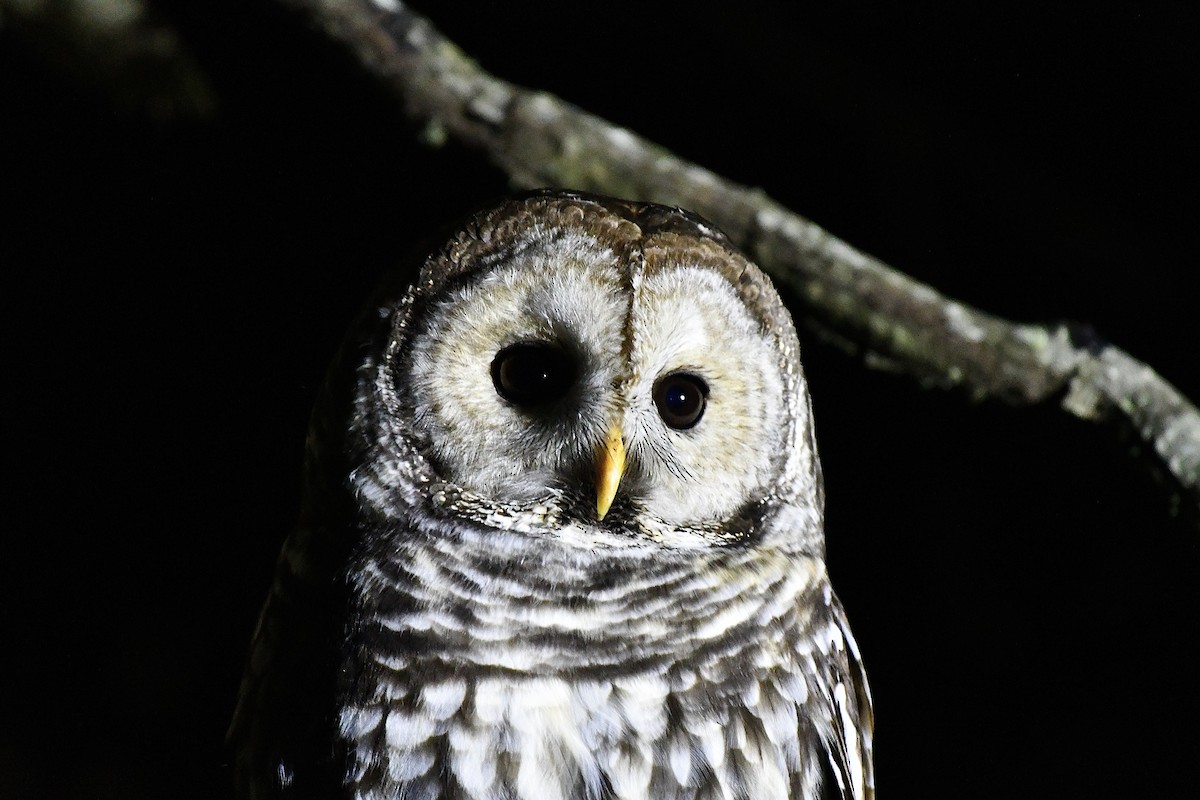 Cinereous Owl - L.Vidal Prado Paniagua