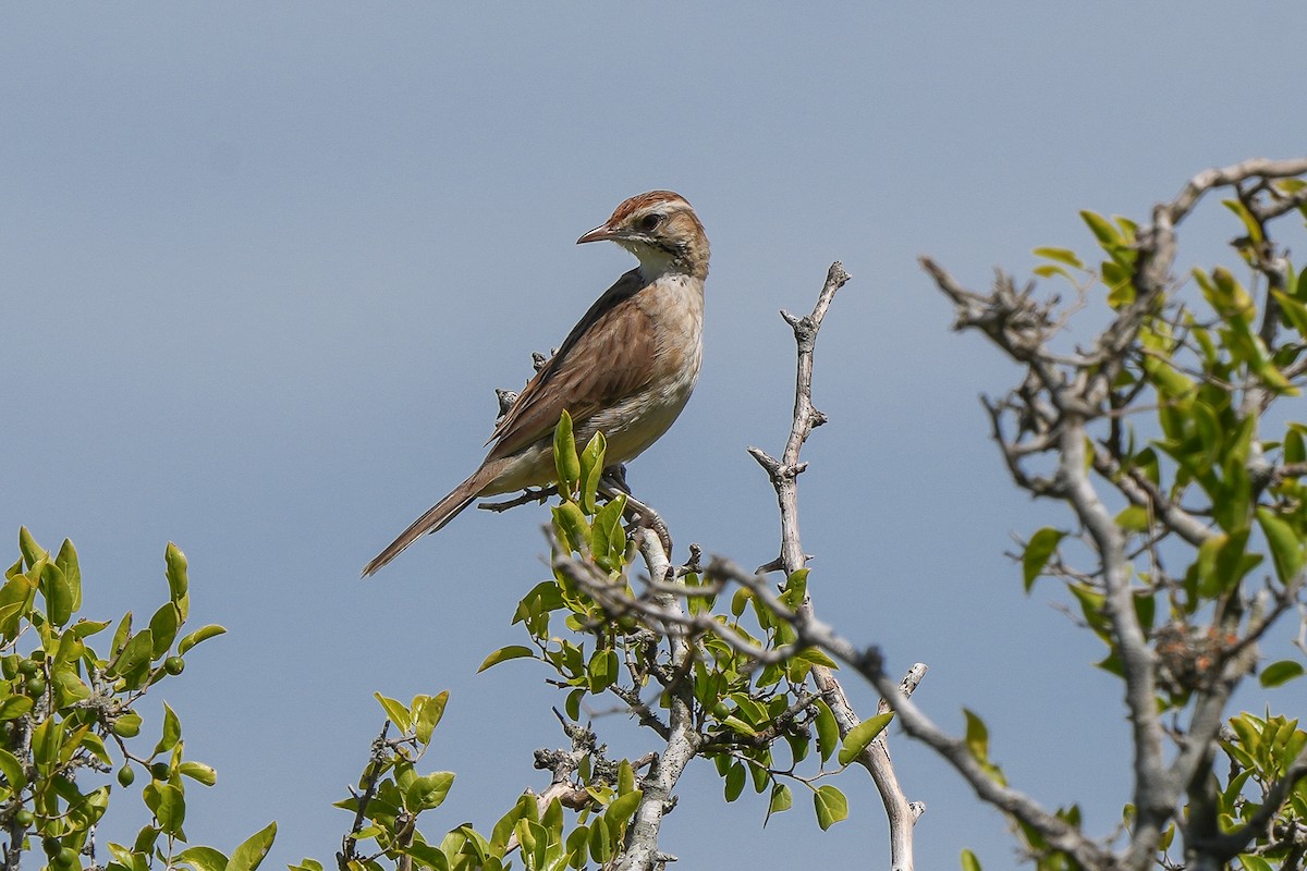 Leñatero - ML613518400