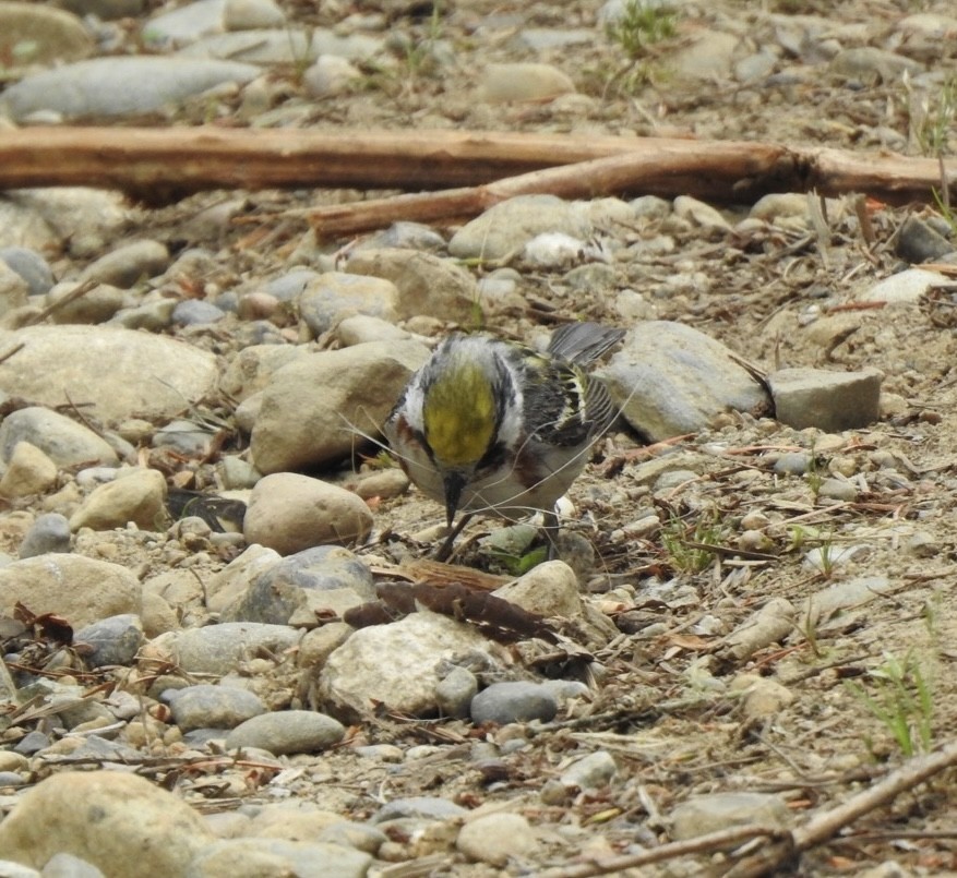 Chestnut-sided Warbler - ML613518450