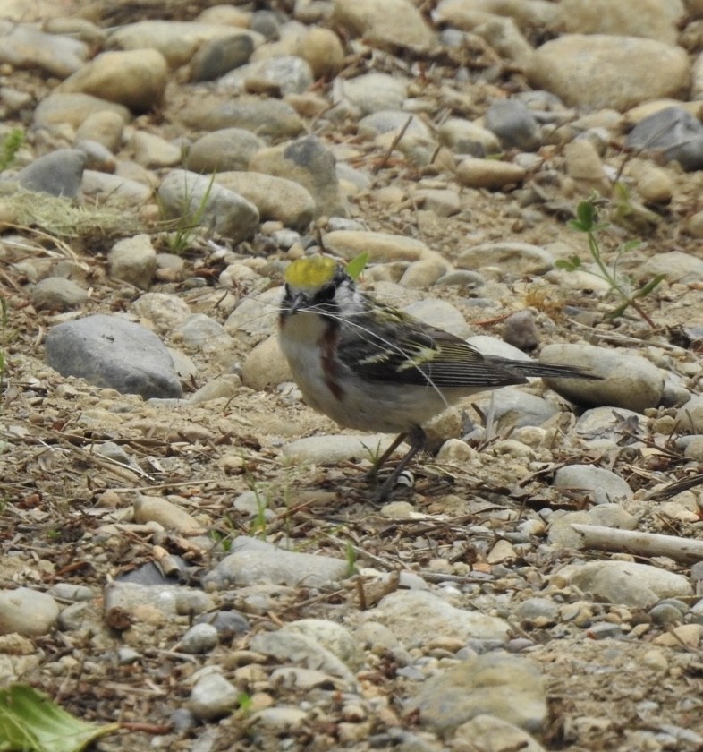 Chestnut-sided Warbler - ML613518451