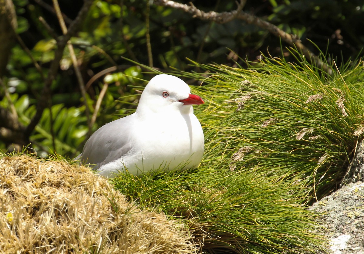 Silver Gull - Scott Watson