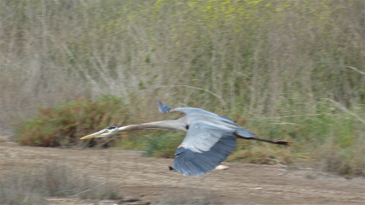 Great Blue Heron - Tom Beland