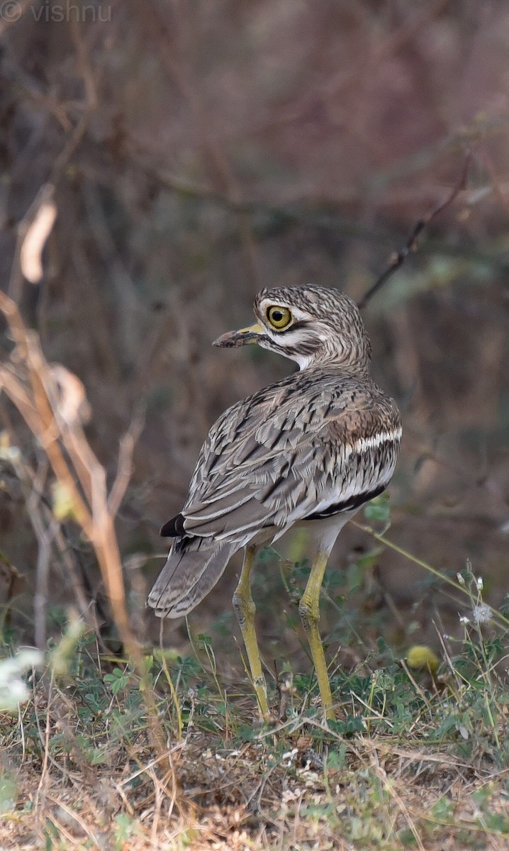Indian Thick-knee - ML613518484