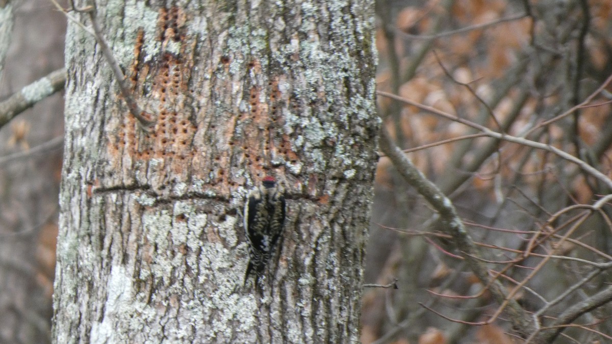 Yellow-bellied Sapsucker - ML613518546