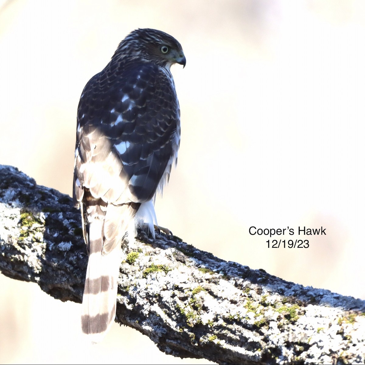 Cooper's Hawk - ML613518618