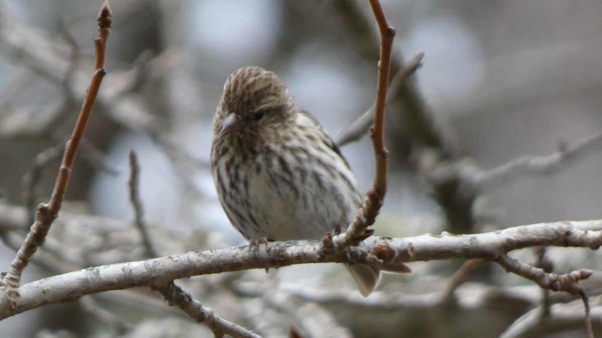 Pine Siskin - ML613518620