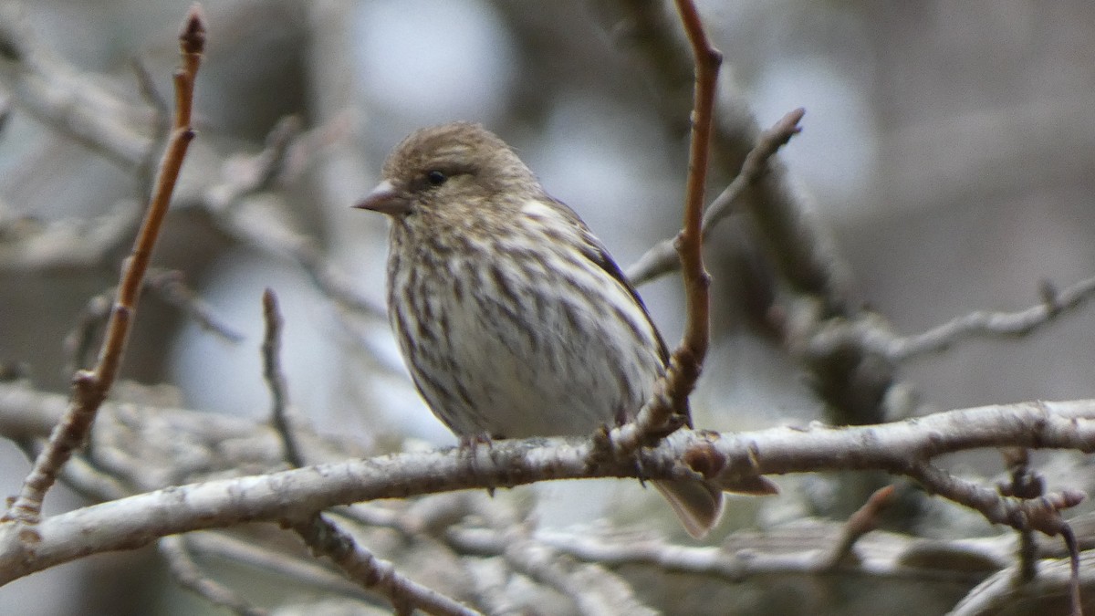 Pine Siskin - ML613518622