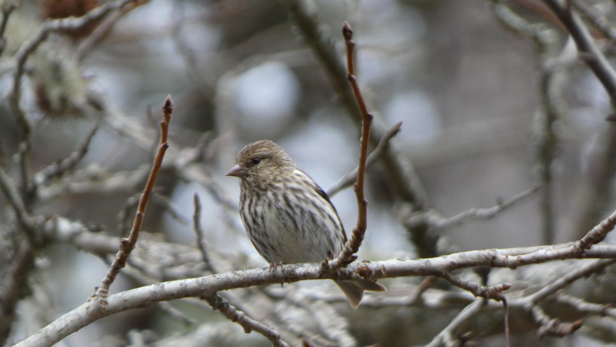 Pine Siskin - ML613518623