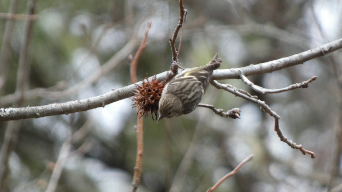 Pine Siskin - ML613518625