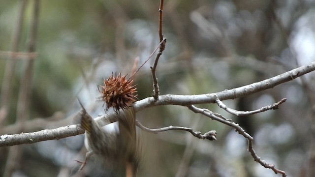 Pine Siskin - ML613518627