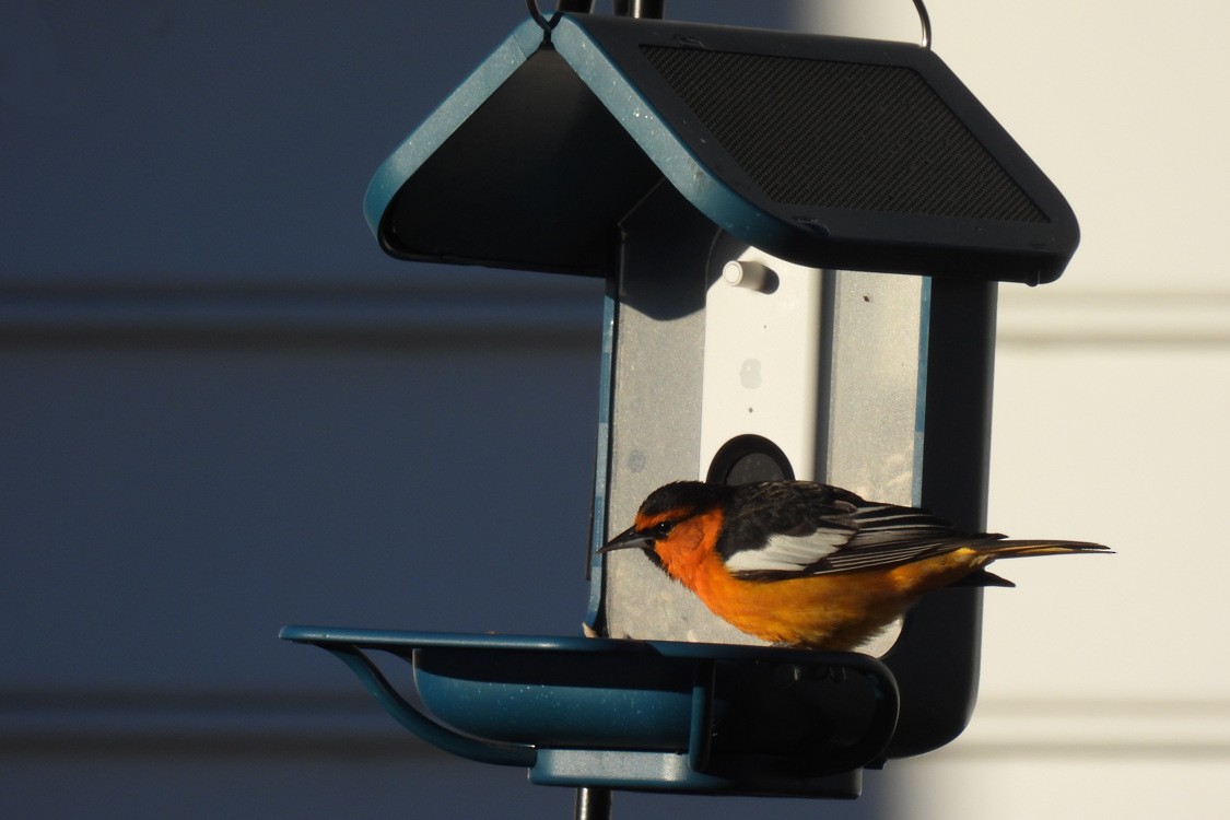 Bullock's Oriole - ML613518670