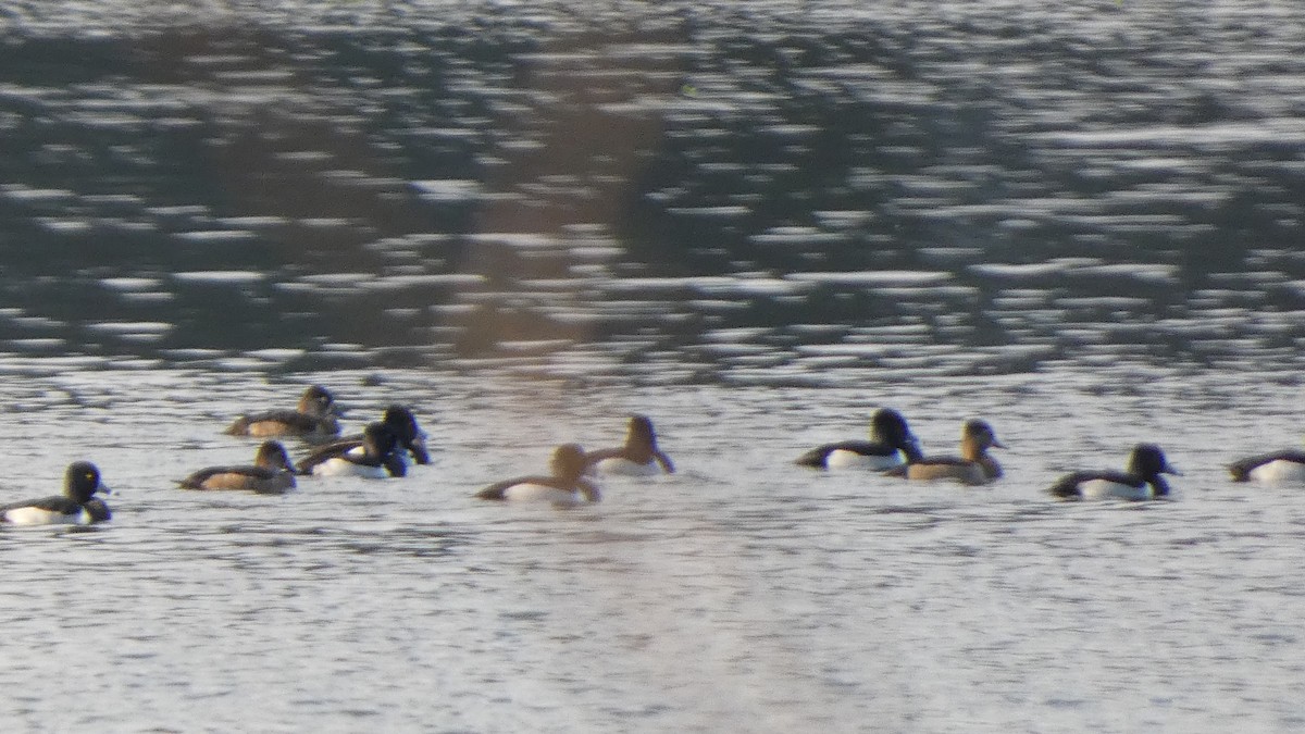 Ring-necked Duck - ML613518724