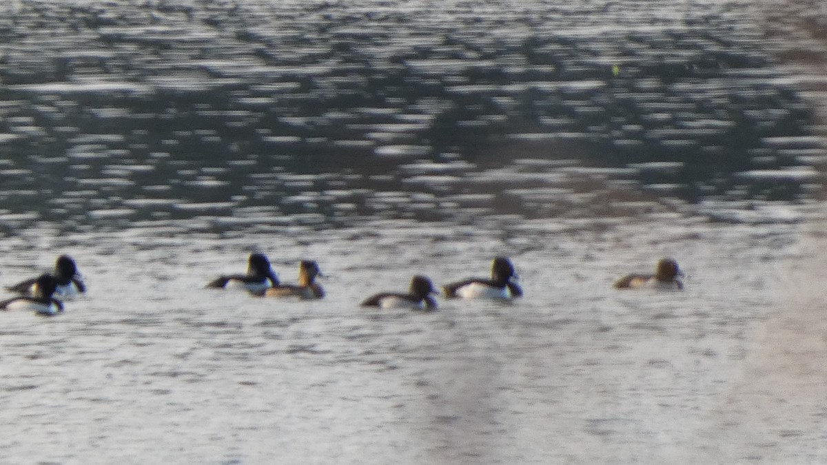 Ring-necked Duck - ML613518725