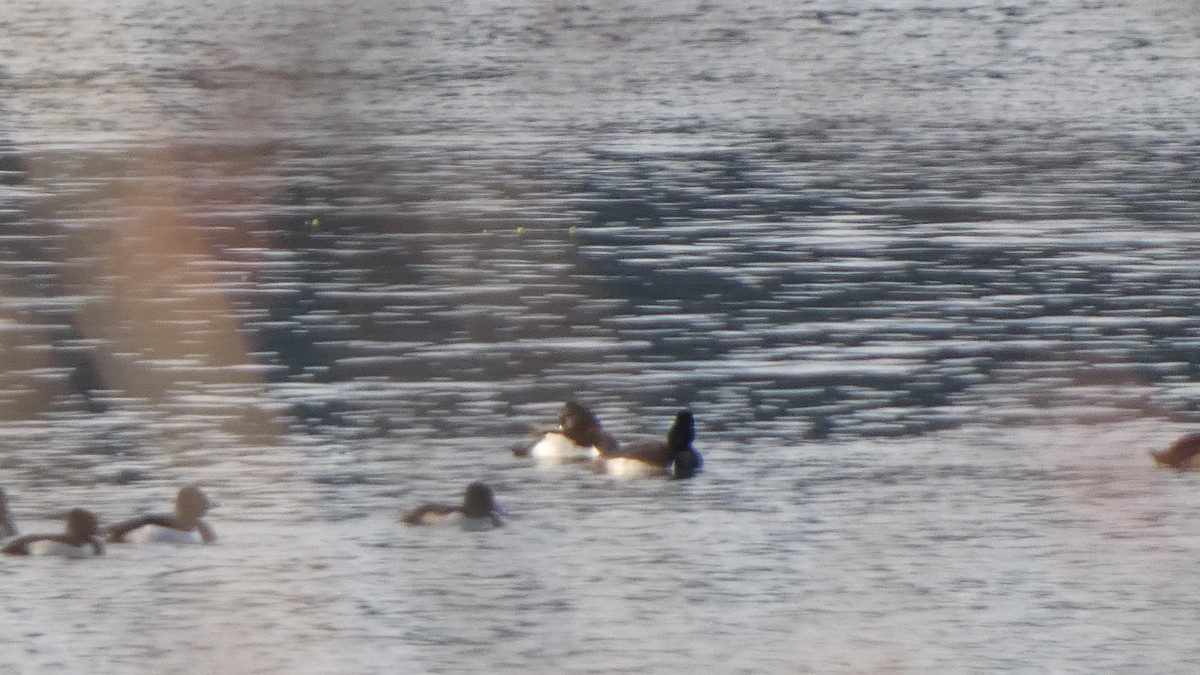 Ring-necked Duck - ML613518726