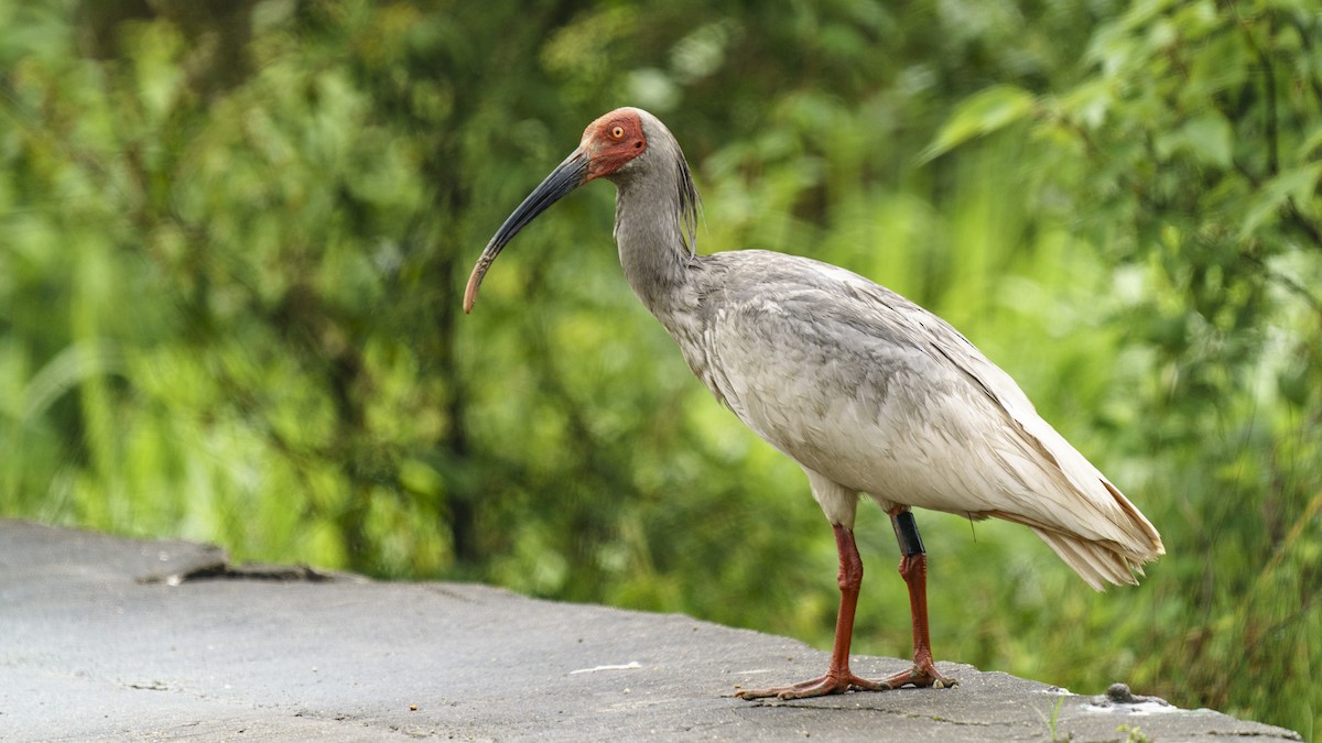 Crested Ibis - ML613518727