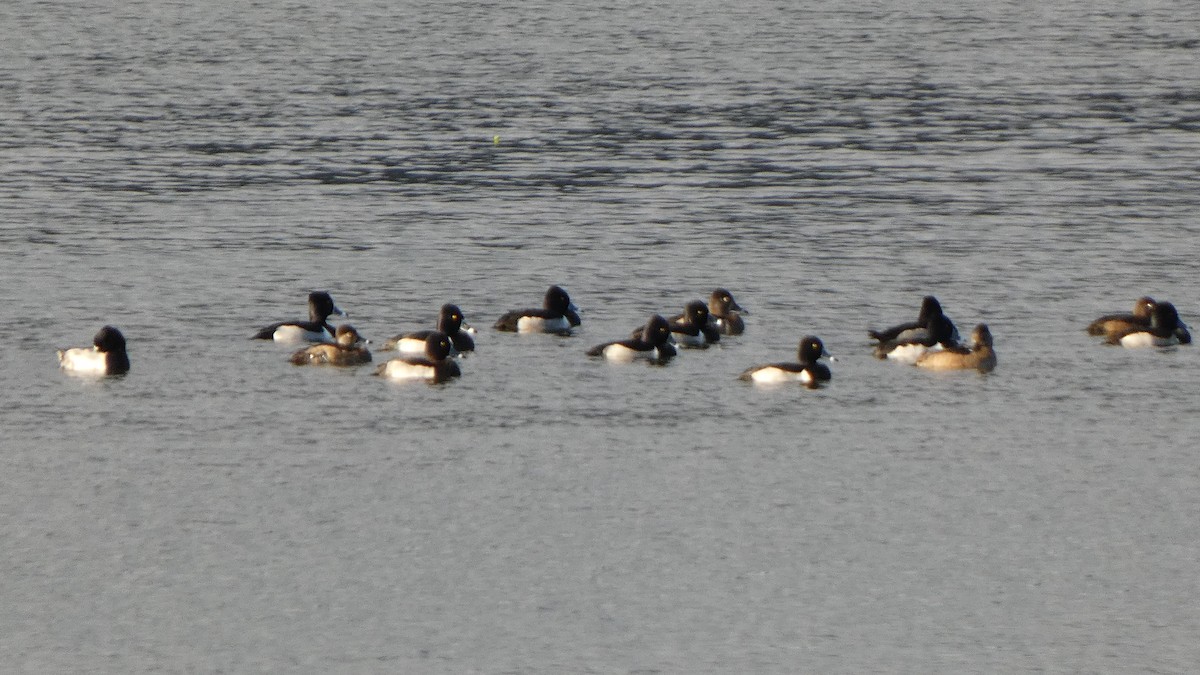 Ring-necked Duck - ML613518728