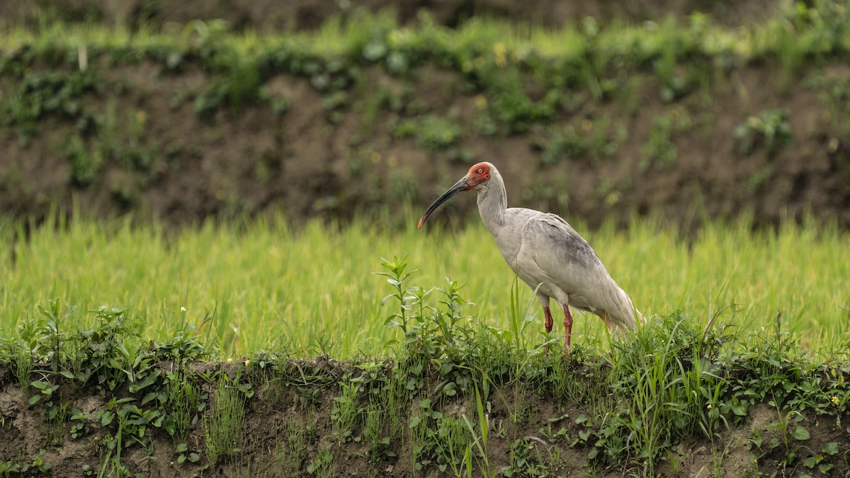 Crested Ibis - ML613518729