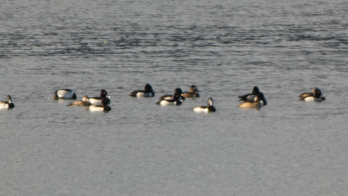 Ring-necked Duck - ML613518730