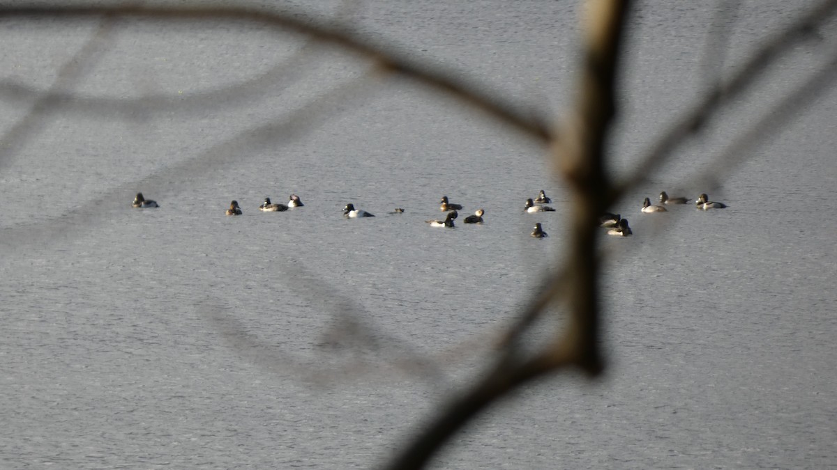 Ring-necked Duck - ML613518731