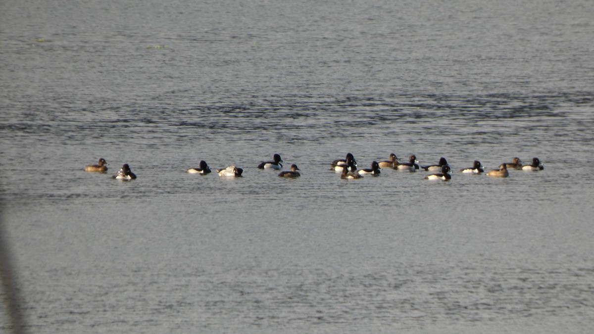 Ring-necked Duck - ML613518732