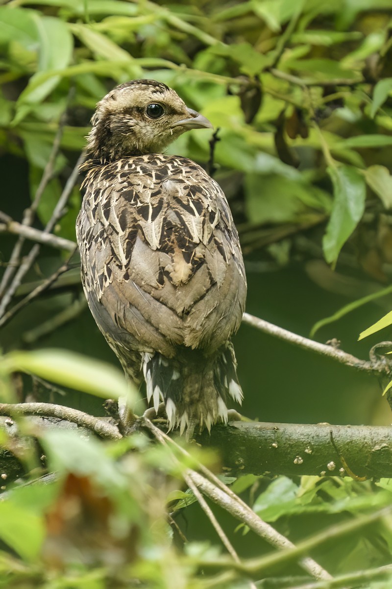 Koklass Pheasant - ML613518774