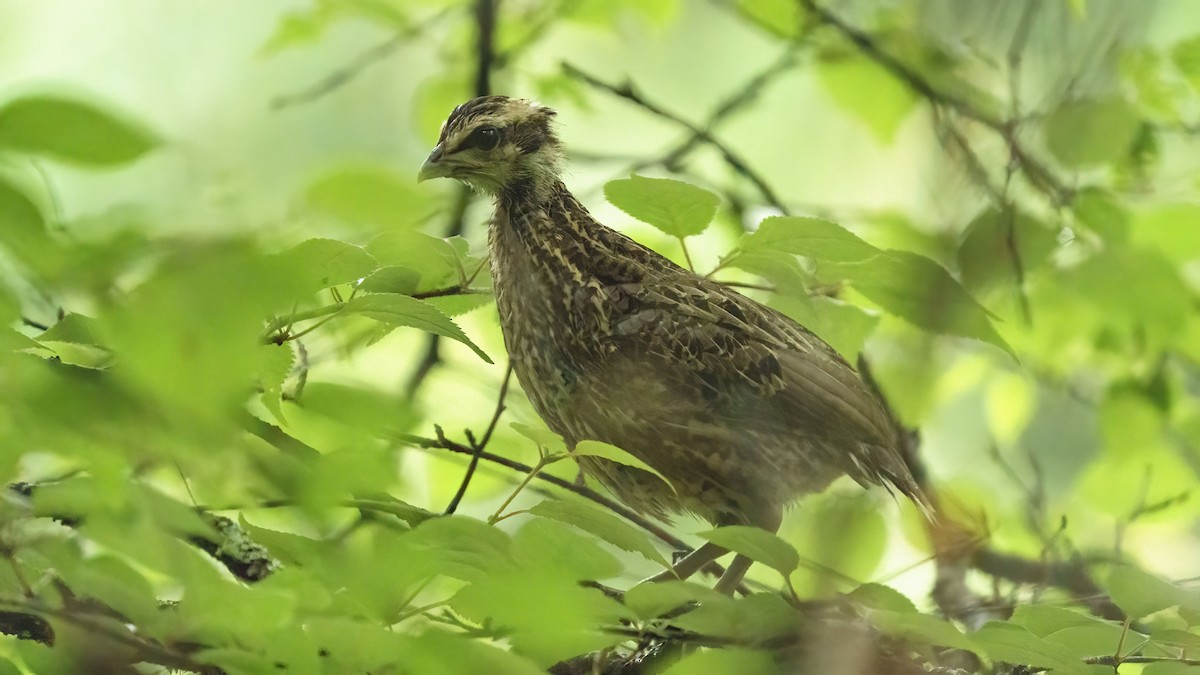 Koklass Pheasant - ML613518776